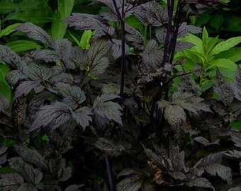 Actaea simplex Cimicifuga racemosa Atropurpurea 10 seeds