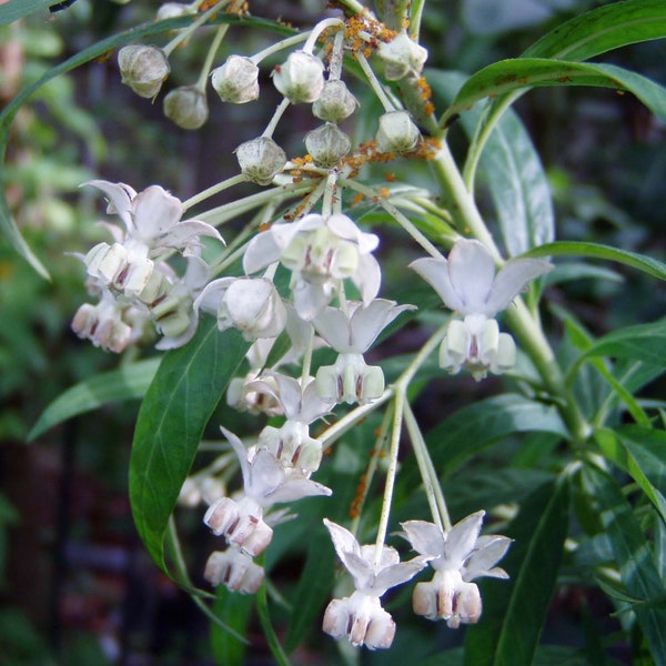 Gomphocarpus fruiticosa African Swan Milkweed 10 seeds