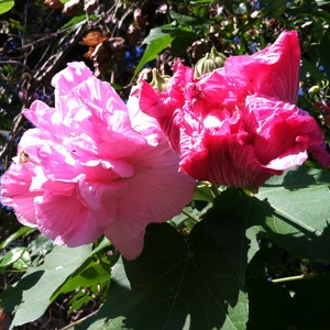 May include: Two large, vibrant pink flowers in full bloom, set against a backdrop of green leaves and branches. The flowers have multiple layers of delicate petals, with one flower a lighter pink than the other. The image captures a sunny outdoor scene.