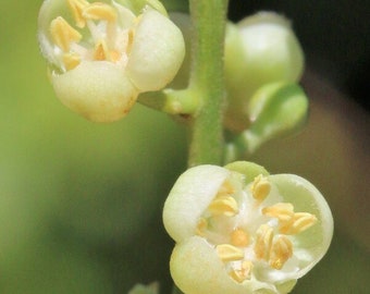 Cupaniopsis anacardioides  | Tuckeroo Tree | Beach tamarind 10 seeds