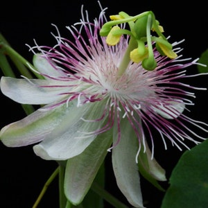 Maracuja de cobra Passiflora tenuifolia 10 seeds afbeelding 2