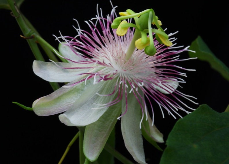 Maracuja de cobra Passiflora tenuifolia 10 seeds afbeelding 2