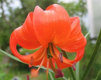 Siberian Turks Cap Lilium pumilum Lily 10 seeds