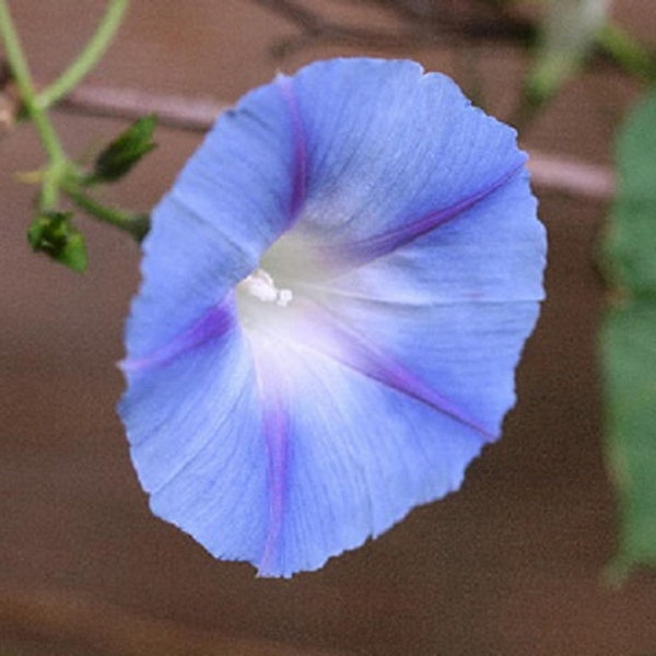 Dawn Star Morning Glory Ipomoea purpurea 10 seeds