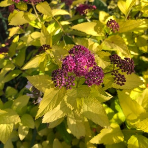 Spirea Double play Candy corn pint plant