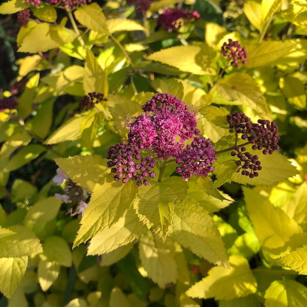Spirea Double play Candy corn pint plant