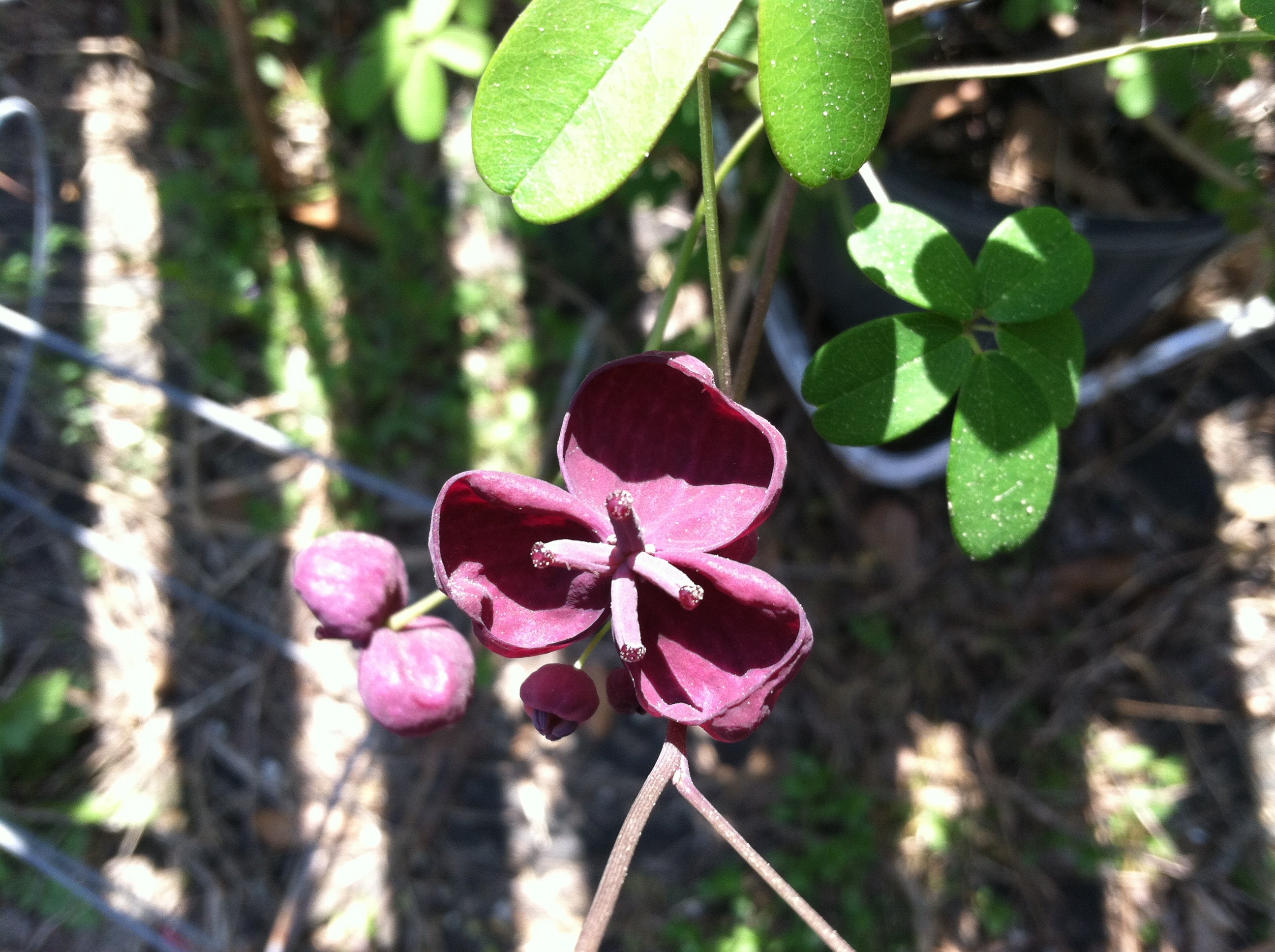 Akebia Quinata Chocolate Vine 10 Seeds - Etsy