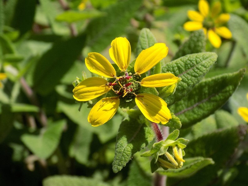 Texas Green Eyes Berlandiera texana 5 Seeds image 1