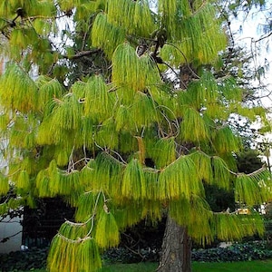 May include: A mature tree with long, cascading, needle-like green foliage. The tree's branches are laden with vibrant, yellowish-green needles, creating a weeping effect. The trunk is a rough, textured brown, set against a backdrop of green grass.