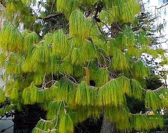 Pinus patula Ocote Nacho Mexican Weeping Pine 30 seeds