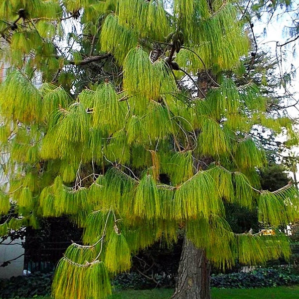 Pinus patula Ocote Nacho Mexican Weeping Pine 30 seeds