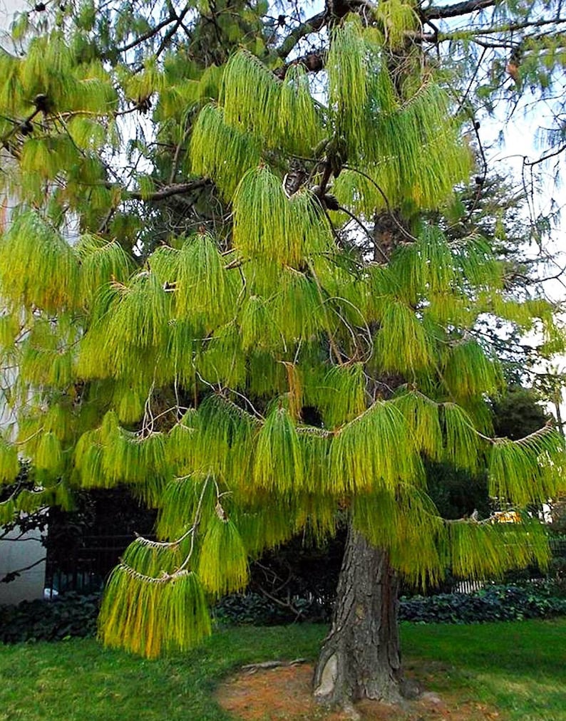 Pinus patula Ocote Nacho Mexican Weeping Pine 30 seeds image 1