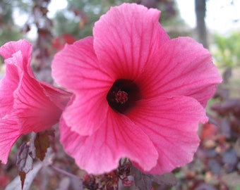 Hibiscus cannabinus Brown Indian Hemp 10 seeds