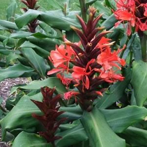 Hedychium rubrum Hedychium deceptum Red Butterfly Ginger 5 seeds image 2