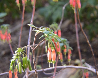 Chili Peppers Fuchsia splendens RARE 10 seeds