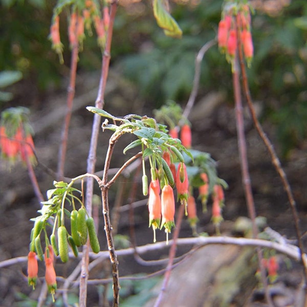 Chili Peppers Fuchsia splendens RARE 10 seeds