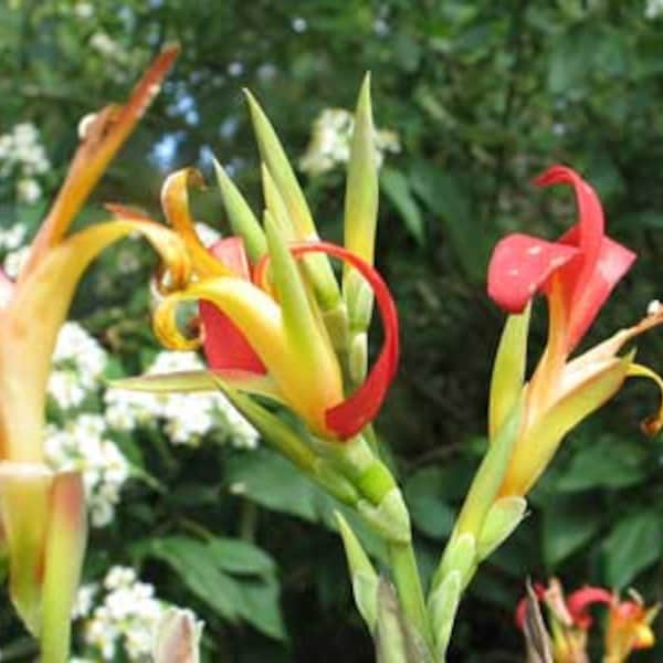 Canna patens | indica red and gold indian shot | 5 seeds