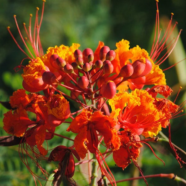 Caesalpinia mexicana| Red Bird of Paradise 10 seeds