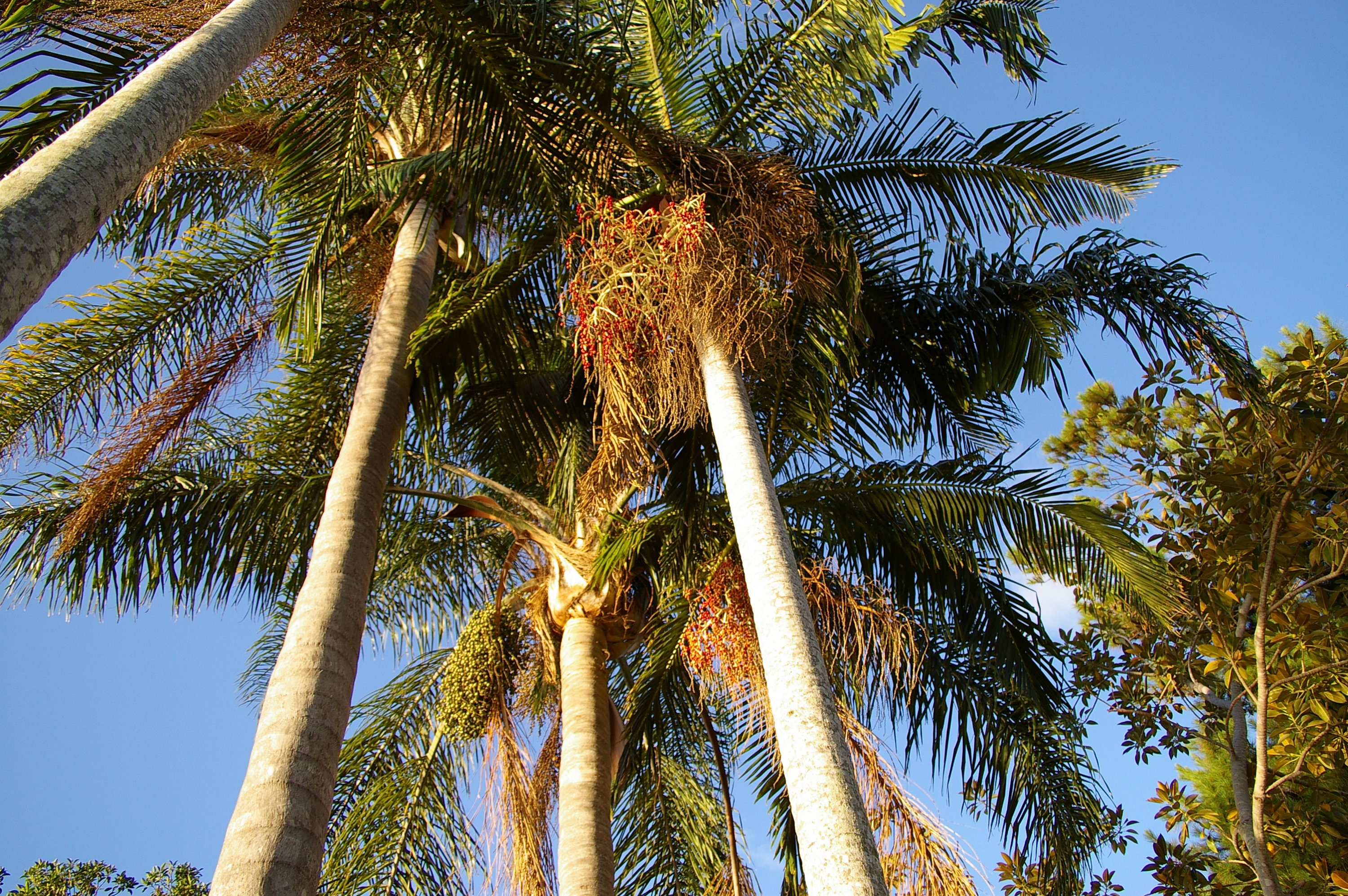 King Palm Archontophoenix Cunninghamiana 10 Seeds - Etsy