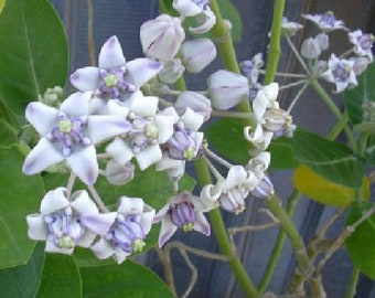 Giant Milkweed Asclepias calotropis Gigantea 10 seeds