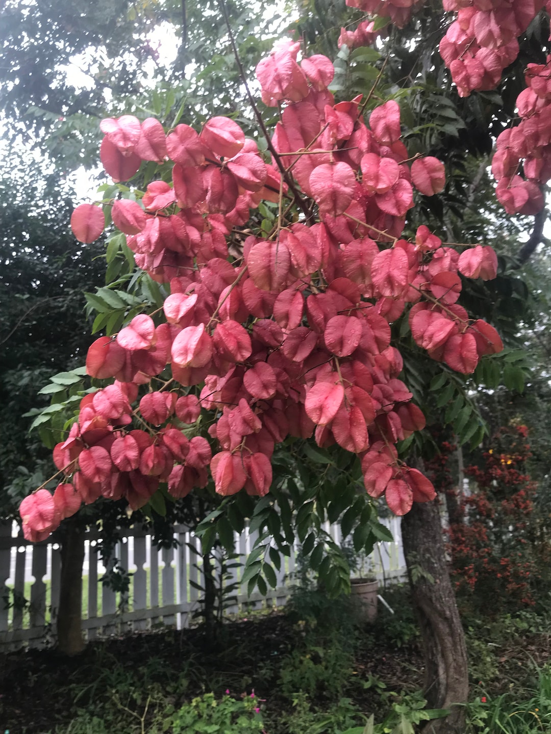 Koelreuteria Bipinnata Chinese Golden Rain Tree Plant Etsy