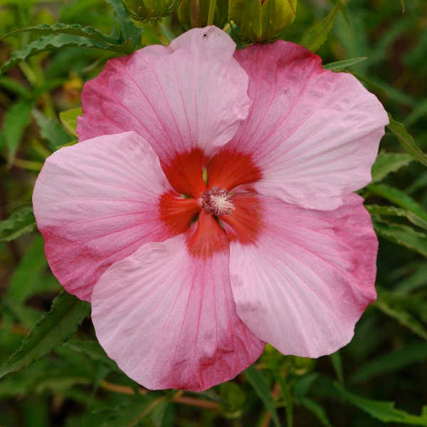 Hibiscus Turn of the Century 8 seeds