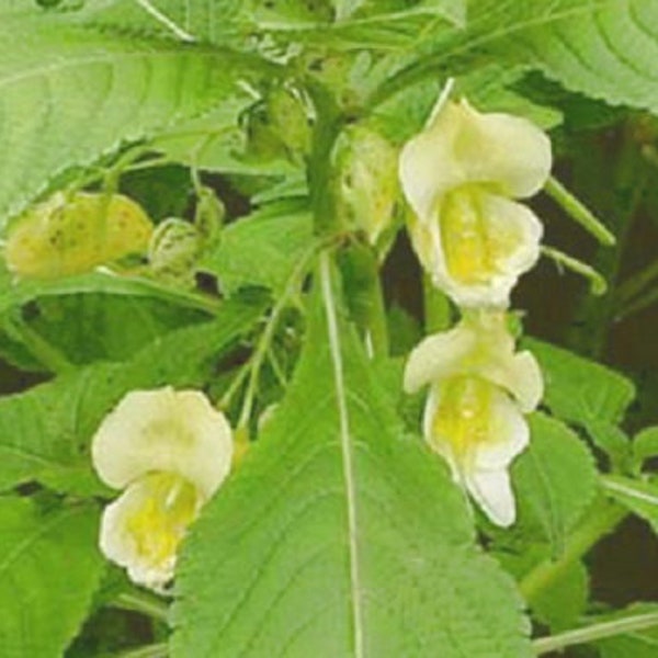 Impatiens capensis Jewel Weed Autumn Canaries 10 seeds