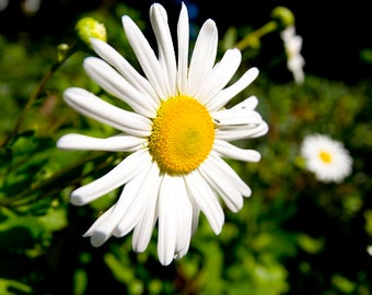 Nippon Daisies Montauk Daisies 30 seeds