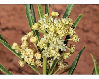 Asclepias labriformis Utah Milkweed 5 seeds