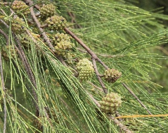 Coastal She-Oak Tree Horsetail She-Oak Casuarina equisetifolia 30 seeds