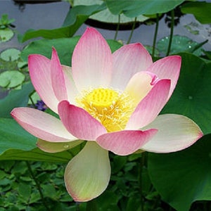 Sacred Pink Lotus Nelumbo nucifera 8 seeds