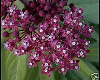 Asclepias purpurascens | Purple Milkweed | US Grown | 6 seeds