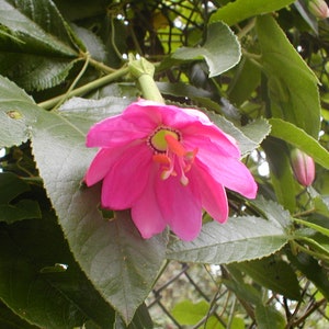 Banana Passiflora mollissima passionfruit 10 seeds