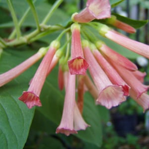 May include: Close-up of a cluster of delicate, trumpet-shaped flowers. The blossoms are a soft pink, with darker pink edges and yellow centers. The flowers hang from green stems, set against a backdrop of green leaves.