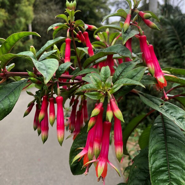 Hardy fruit cocktail colors Fuchsia denticulata 8 seeds