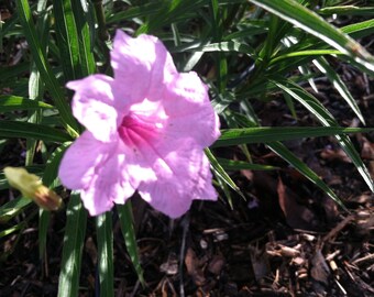 Mexican Petunia Ruellia brittoniana Chi Chi 10 seeds