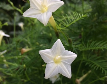 White Cypress Vine Ipomoea quamoclit 10 seeds