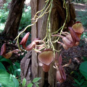 Dutchman Pipe Cactus - Etsy