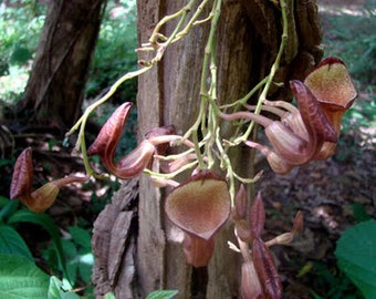 Florida Dutchman Pipevine Aristolochia maxima 10 seeds