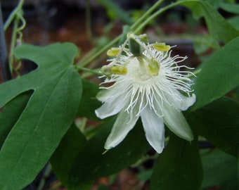 Pure White subpeltata Passiflora 10 seeds