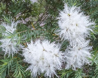 Melaleuca linariifolia Snow in Summer 20 seeds