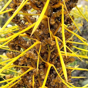 Golden Creeping Jenny Seeds - Etsy