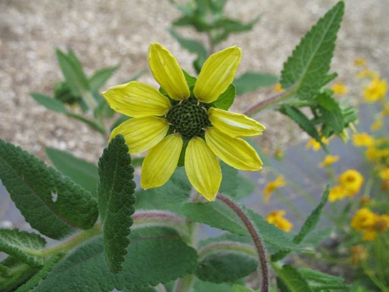 Texas Green Eyes Berlandiera texana 5 Seeds image 2