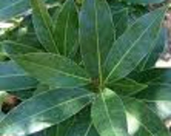 Bay Laurel | Laurus nobilis 10 seeds