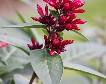 Cestrum elegans Ruby Red 10 seeds