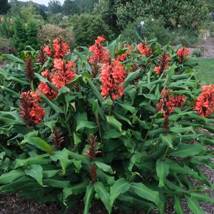 Hedychium rubrum Hedychium deceptum Red Butterfly Ginger 5 seeds image 3