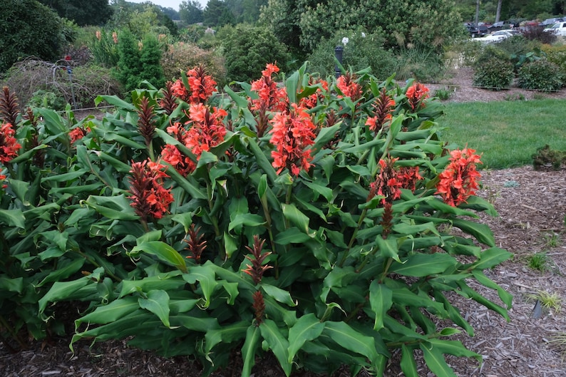 Hedychium rubrum Hedychium deceptum Red Butterfly Ginger 5 seeds image 3