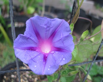 May include: A close-up of a vibrant purple morning glory flower with a pink center, adorned with water droplets. The flower's petals radiate from the center, showcasing its delicate structure. Green leaves and a black trellis are in the background.