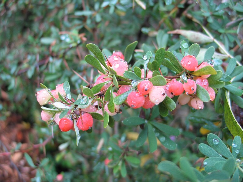 Mrs Wilsons Barberry Berberis Wilsoniae 10 seeds image 2