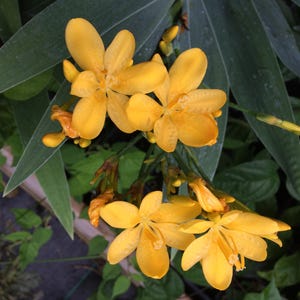 Hellow Yellow Blackberry Lily Belamcanda chinensis 10 seeds